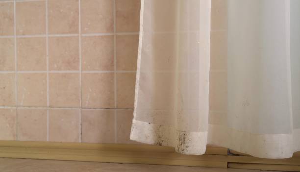  Thunder Mountain, NM Mold Removal Pros