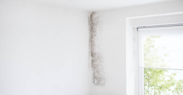 Best Environmental Consulting for Mold Prevention  in Thunder Mountain, NM