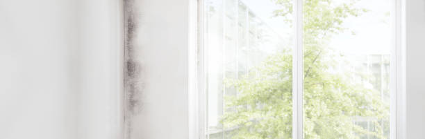 Trusted Thunder Mountain, NM Mold Removal Experts