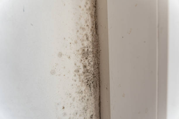 Best Air Quality Testing for Mold Spores  in Thunder Mountain, NM