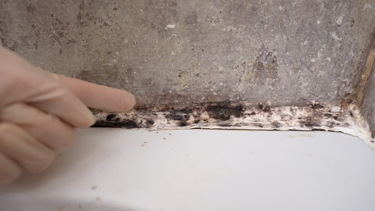 Best Post-Construction Mold Inspection  in Thunder Mountain, NM