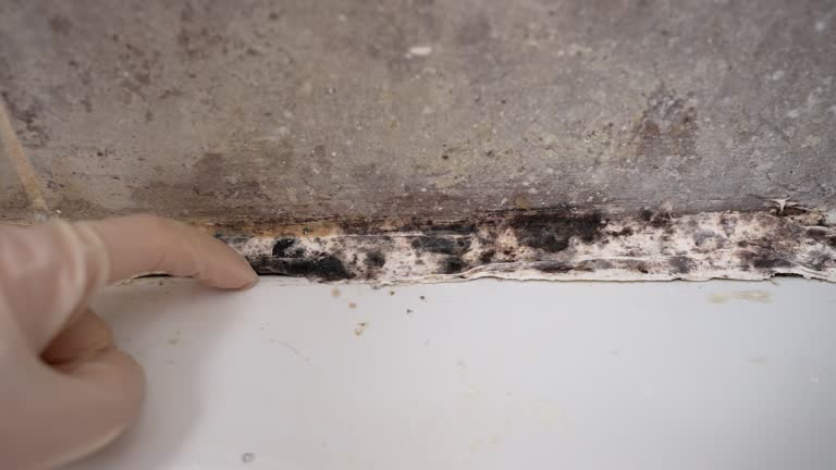 Best Basement Mold Removal  in Thunder Mountain, NM