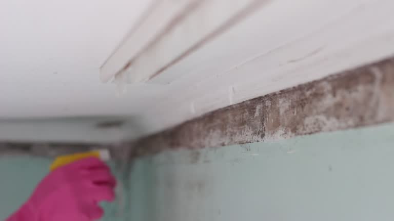 Best Comprehensive Air Testing for Mold Contaminants  in Thunder Mountain, NM